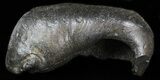 Fossil Whale Ear Bone - Miocene #40310-1